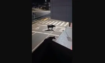 Vacas soltas mobilizam moradores após passeio pela Avenida Carlos Gomes durante a madrugada