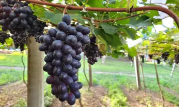 Tarifa dos EUA poupa maioria das frutas brasileiras, mas uva fica fora da lista de isenção