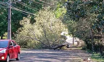 Ventos de até 72 km/h derrubam árvores, deixam semáforos sem energia e mobilizam equipes em Foz do Iguaçu