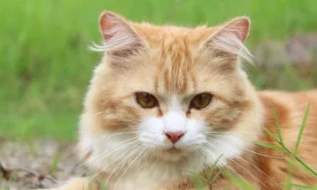 Maringá aprova multas de até R$ 50 mil por maus-tratos contra animais