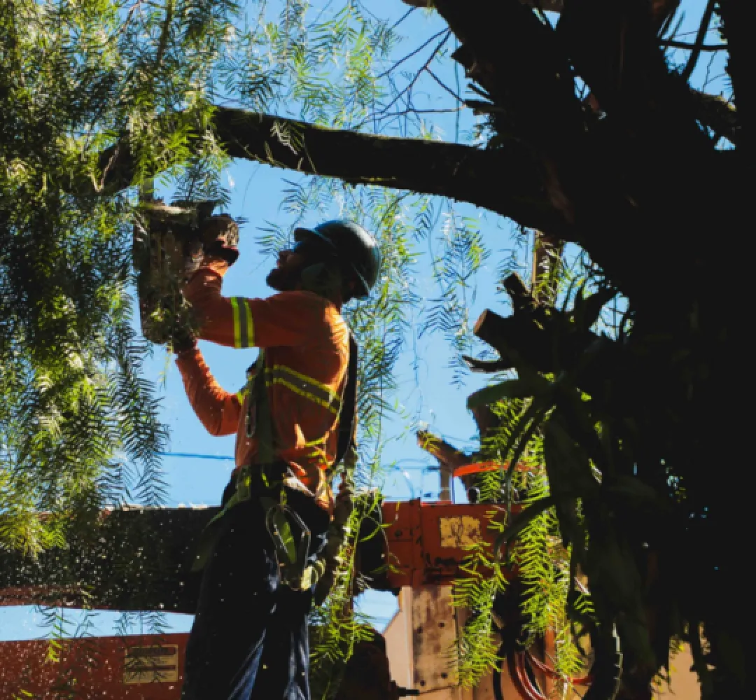 Poda de árvores em Cascavel